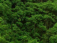 Áreas Reforestadas