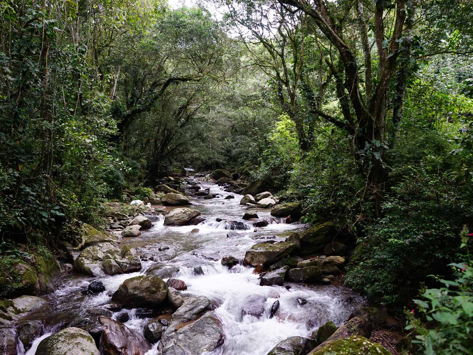 Río Toribio